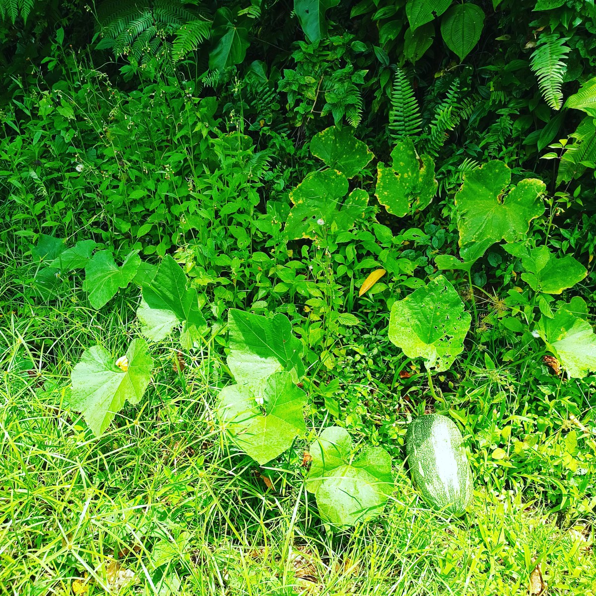 Wild growing pumpkin –&nbsp;Dominica