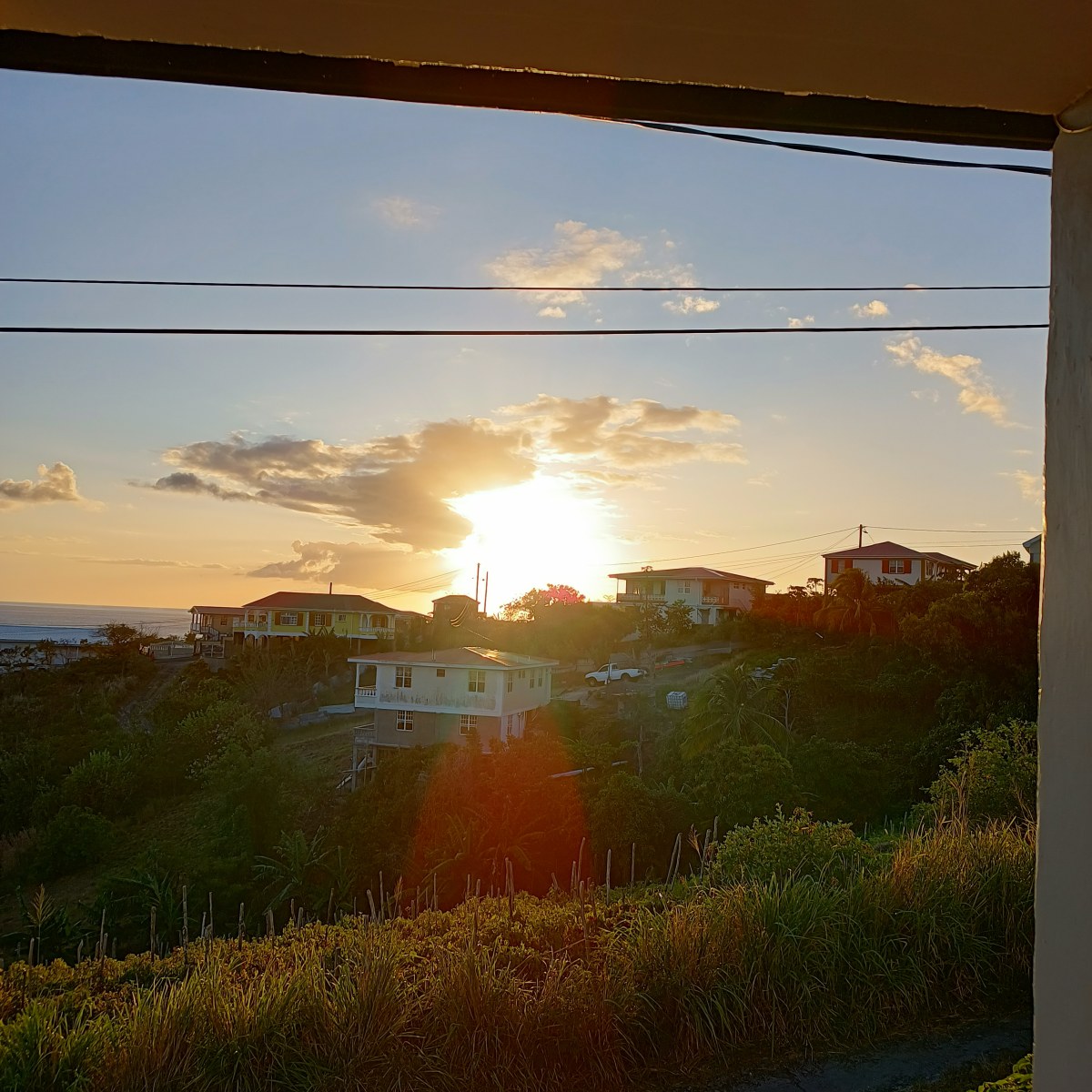 Home grown fruit from the&nbsp;backyard